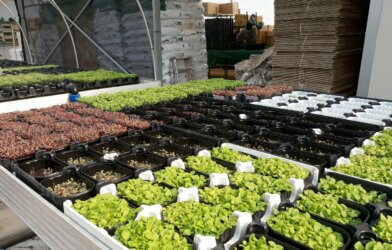 The microgreens were grown in a commercial setting