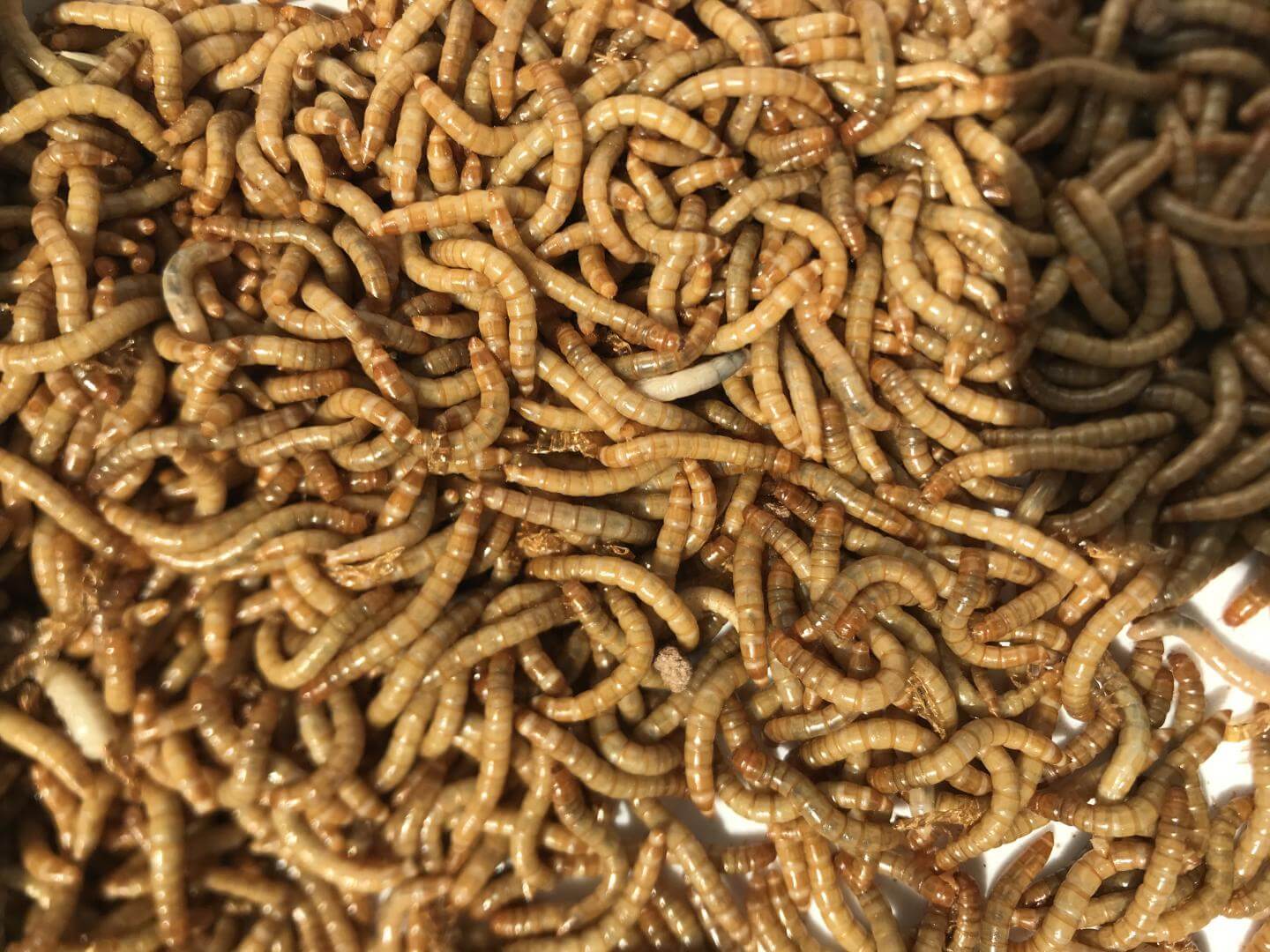 The yellow mealworm species Tenebrio molitor.