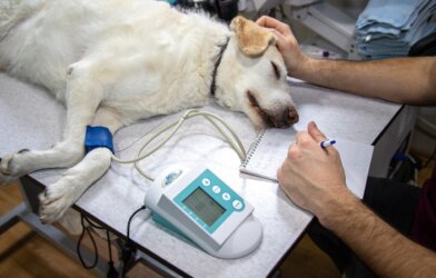 vet taking blood pressure measurement for dog