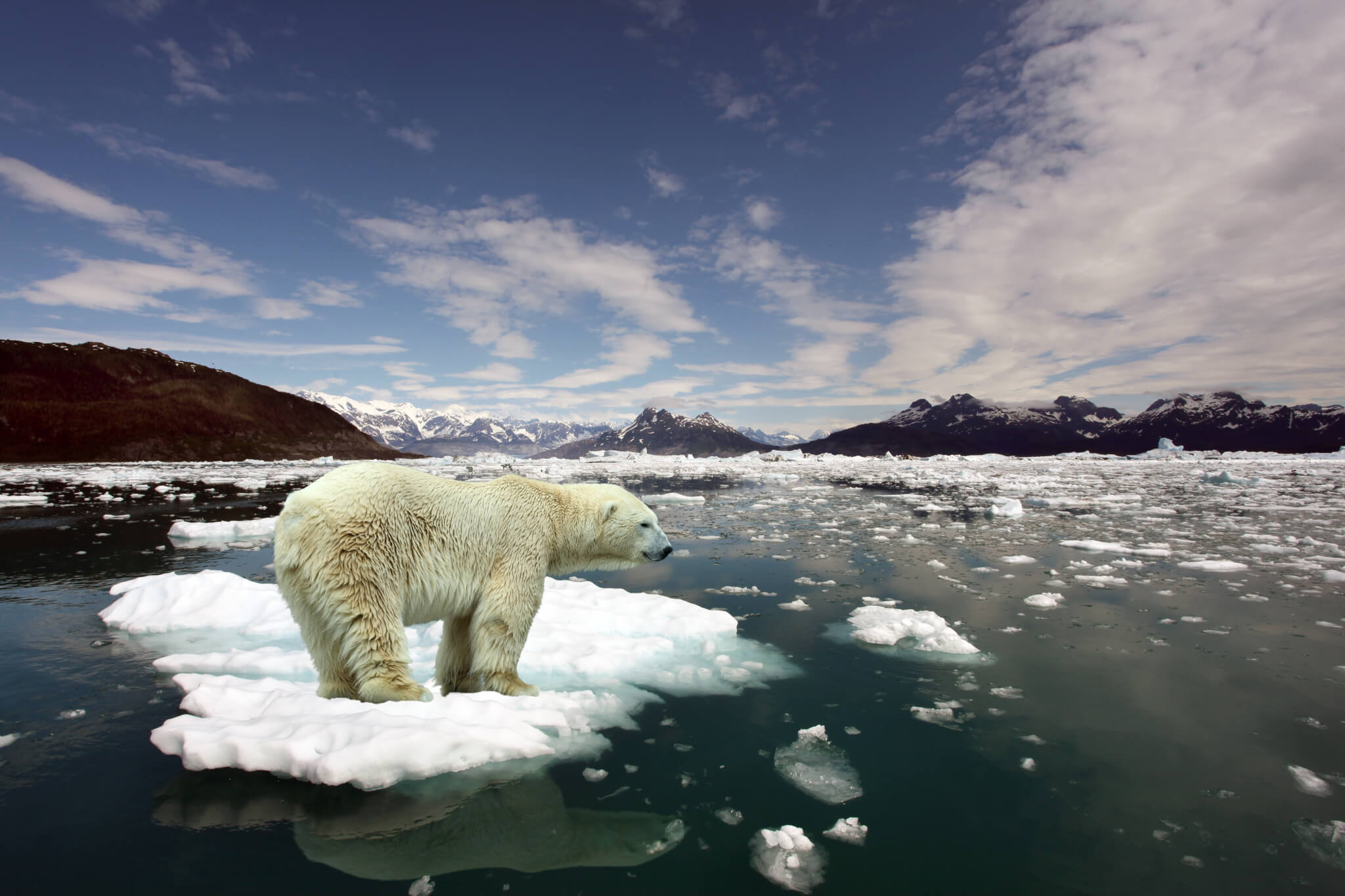 Climate change effects: Polar bear stranded on small ice patch