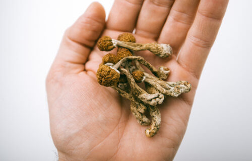 'Magic' mushrooms: psychedelic psilocybin