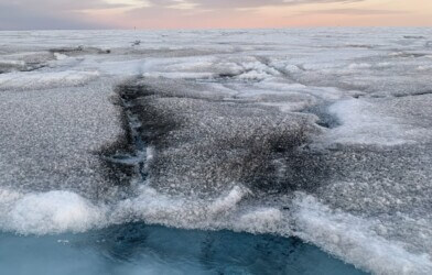 The algae blackens the ice. When that happens the ice reflects less sunlight and melts faster. Several areas in Greenland are covered with black algae.