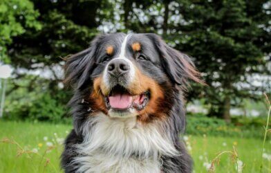 Bernese Mountain Dog