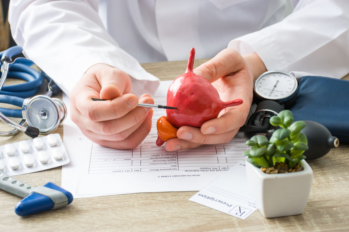 Doctor holding a bladder model