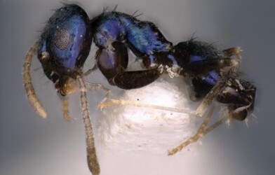 Praparatrechina neela -- the brilliant blue ant discovered in the Himalayas.