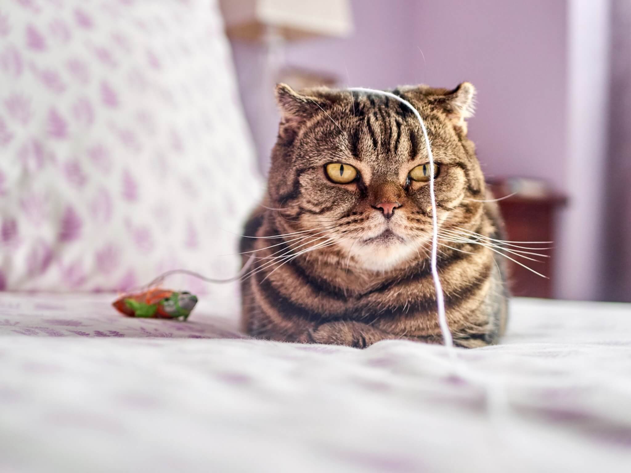 Cat playing with fishing toy