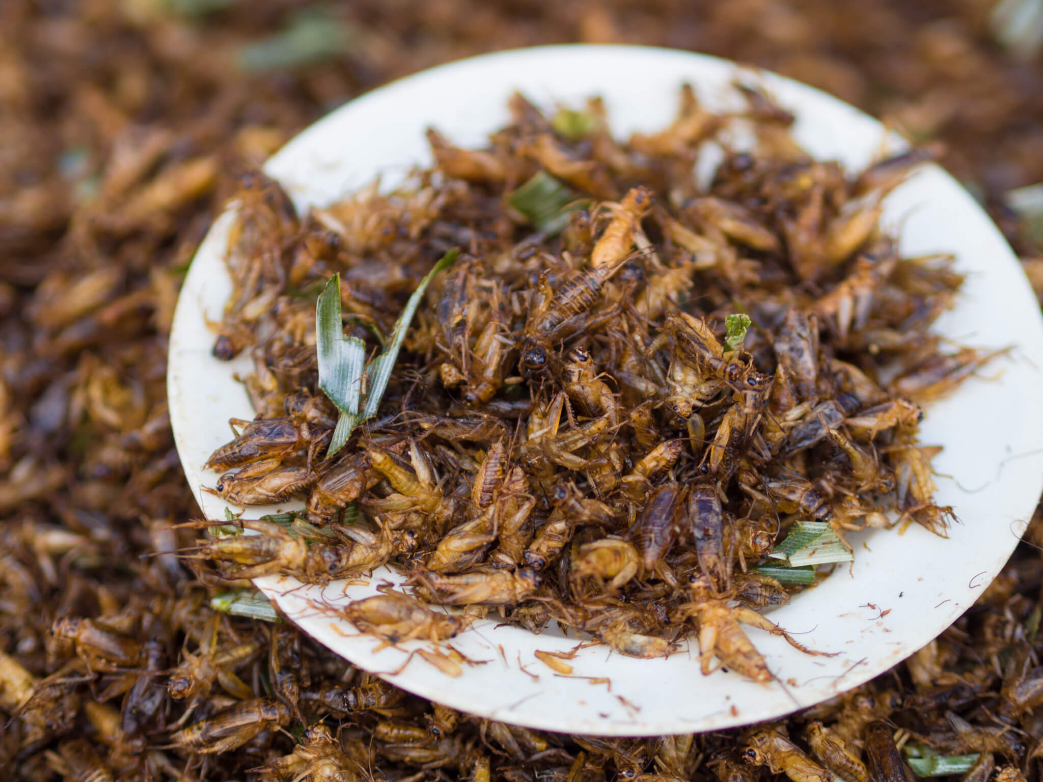 Fried crickets