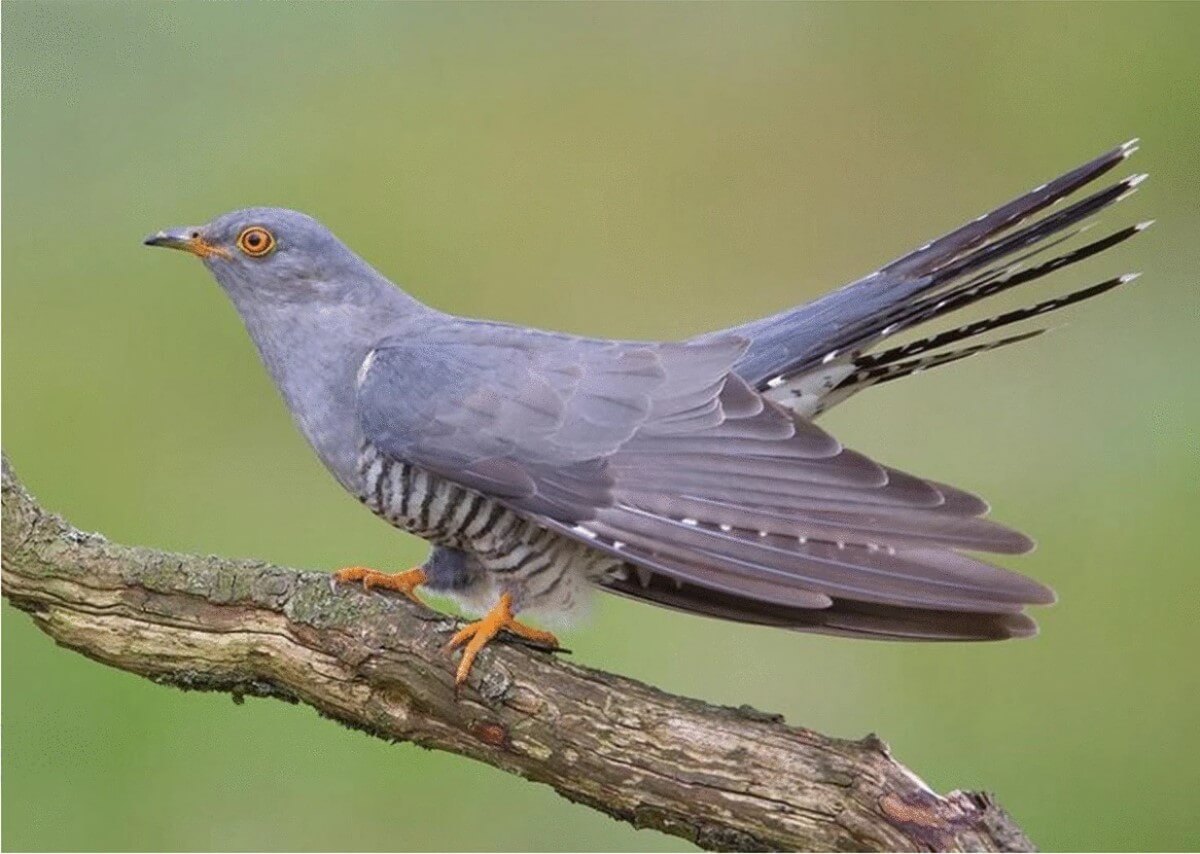 cuckoo