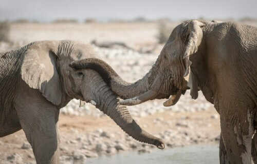 Elephants cool each other off in Etosha National Park