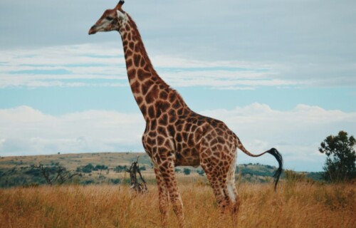 Wildlife photography of a giraffe