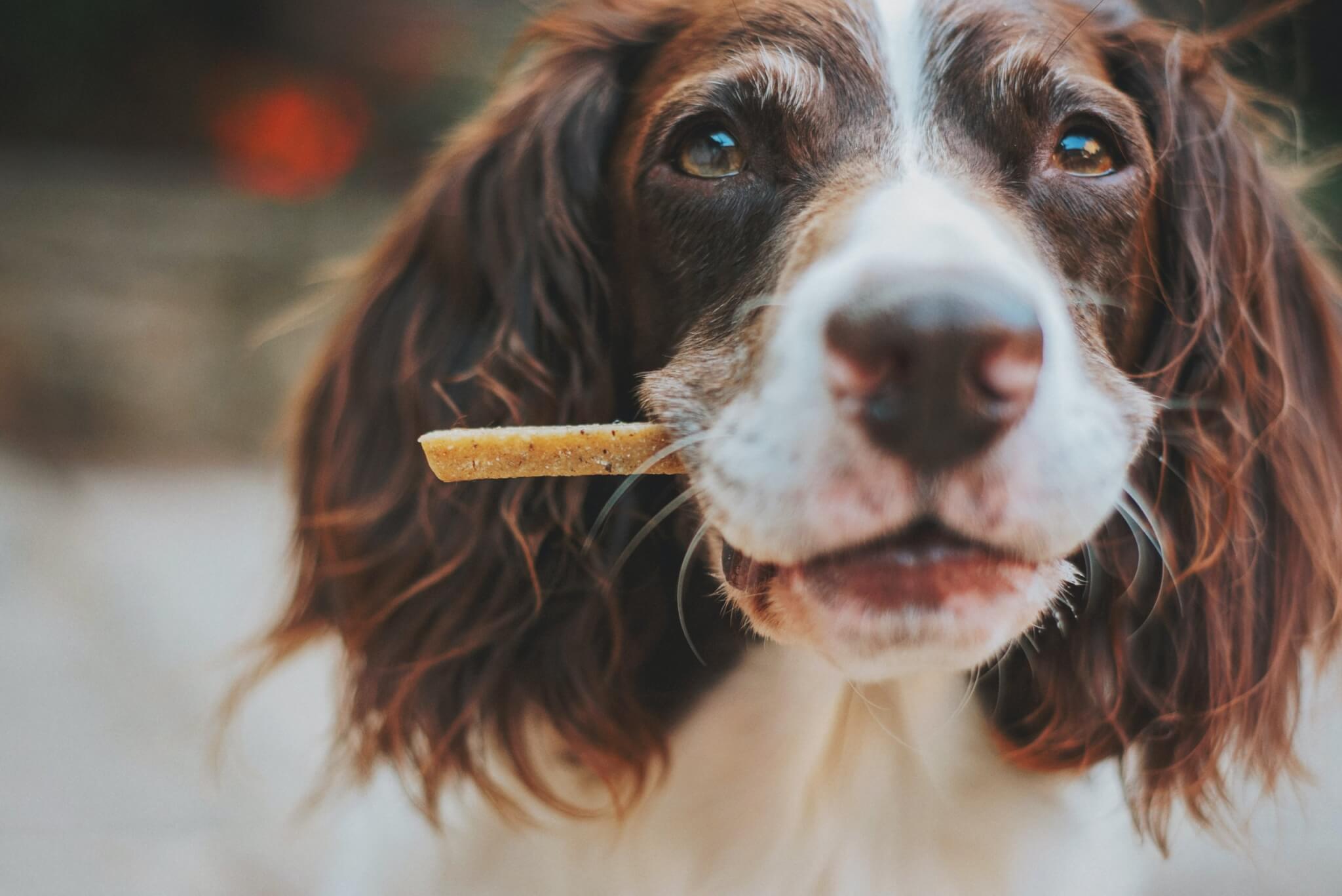 Cute dog holding a treat in its mouth