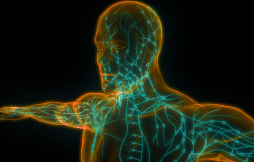 Human Internal system Lymph Nodes Anatomy.