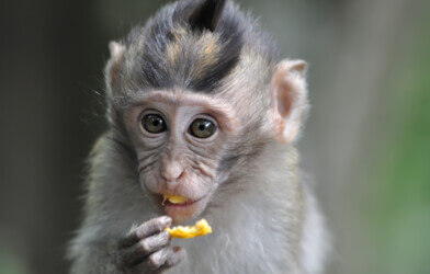 Monkey eating fruit in Bali Ubud forest