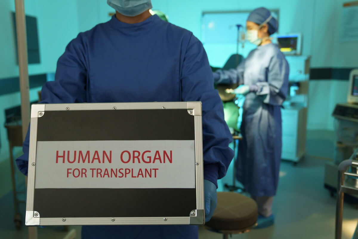 Operating room nurses holding the human organs for transplant