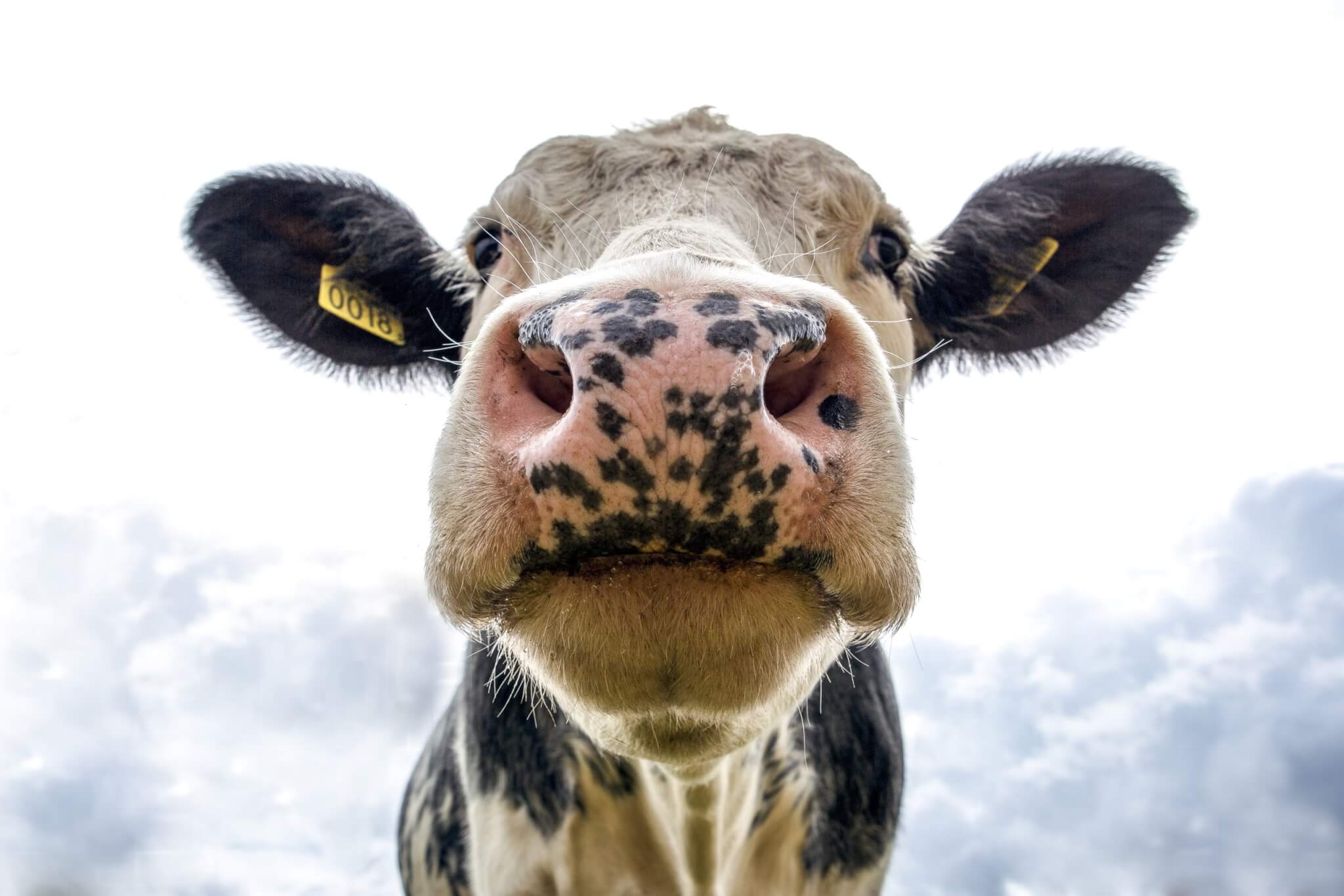 Cow