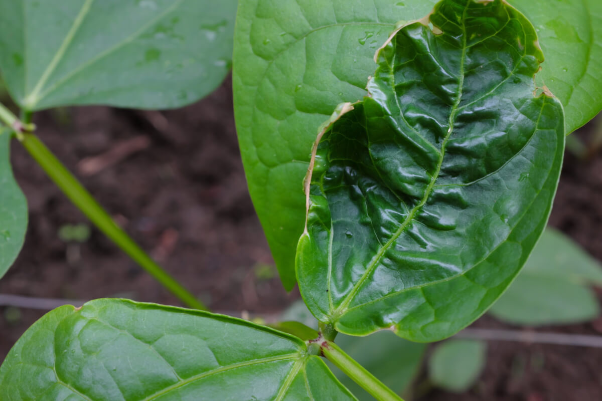 Closeup of cowpea leaves with leaf curl disease. Bacteria or mosaic virus.