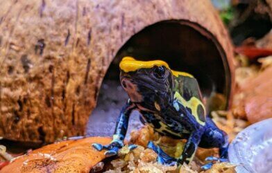 poison frog