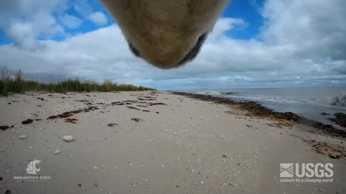 Still taken from video captured by a polar bear collar used in the study. 