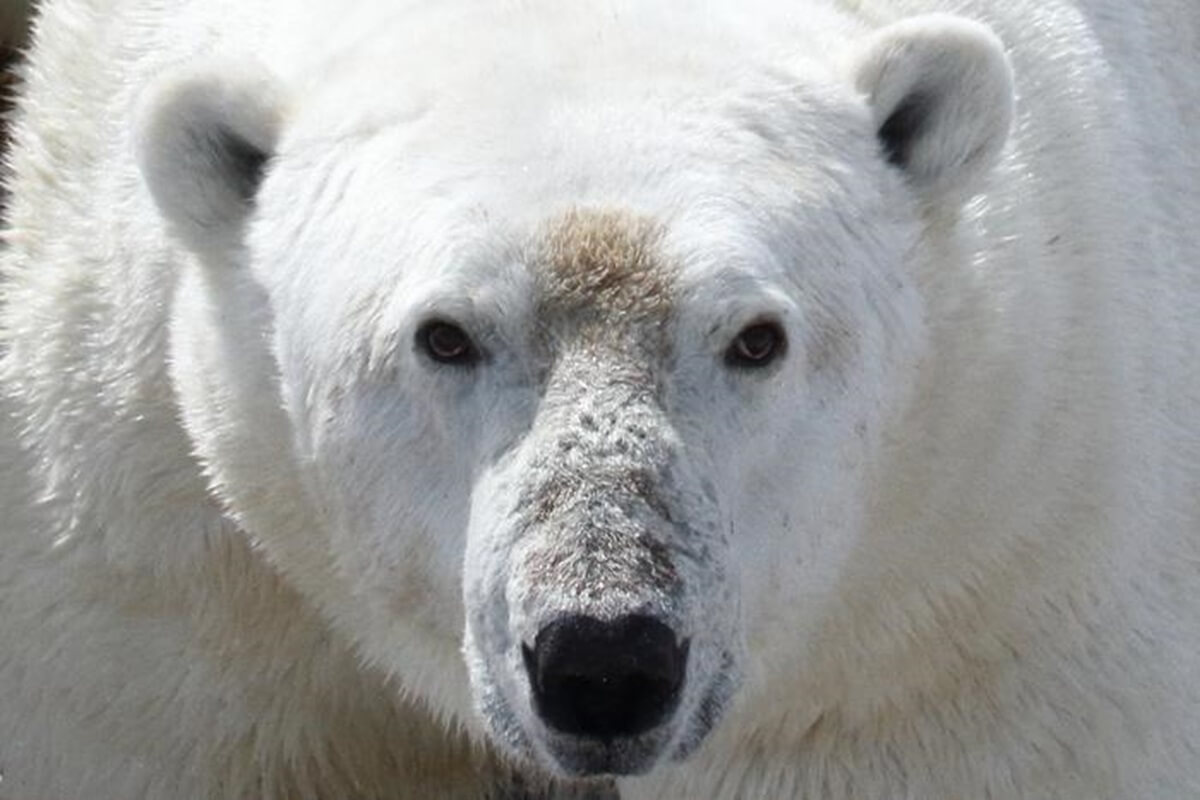 Polar bear from the Western Hudson Bay region