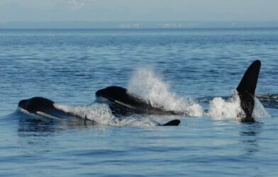 a mom whale with her young son in the ocean