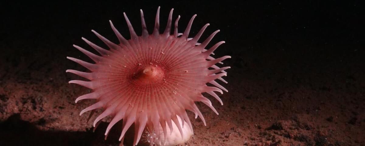 Sea anemones catch small animals that drift along the bottom. This species belongs to the order Actiniaria. 