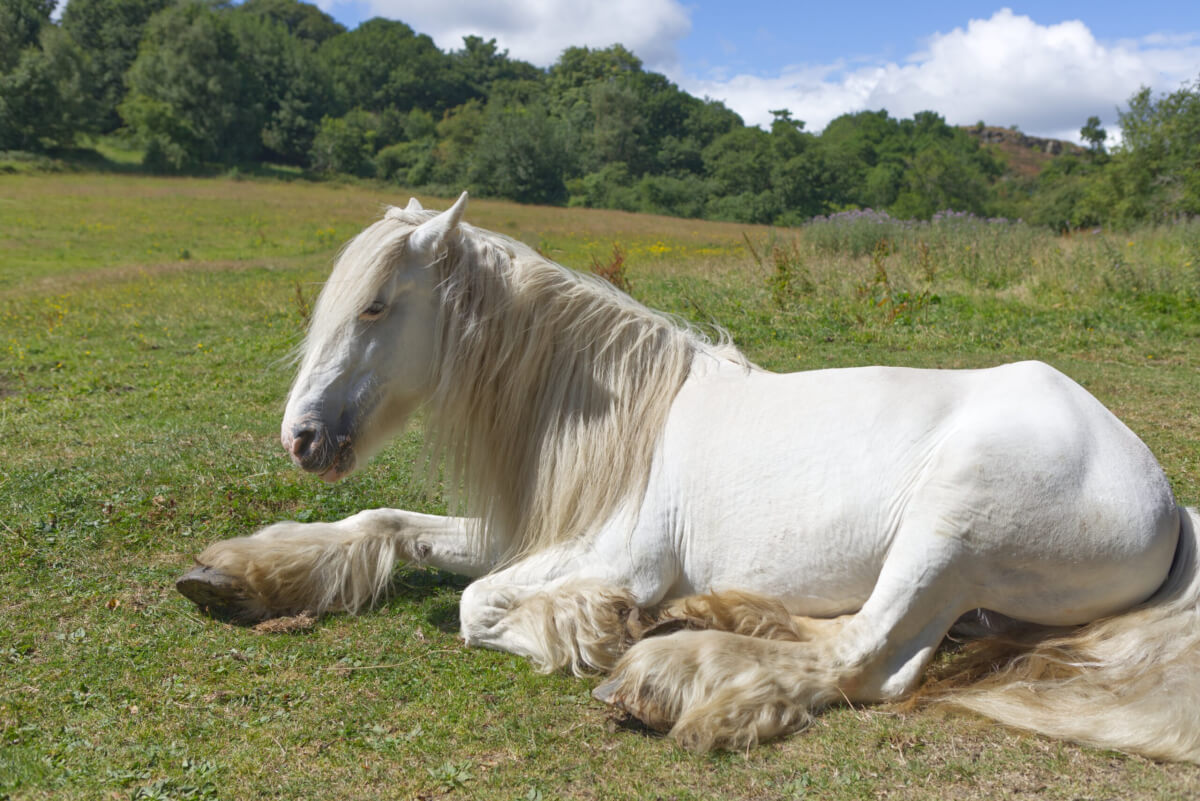 A beautiful white shire horse