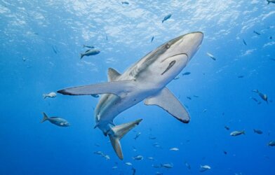 Up close with a silky shark.