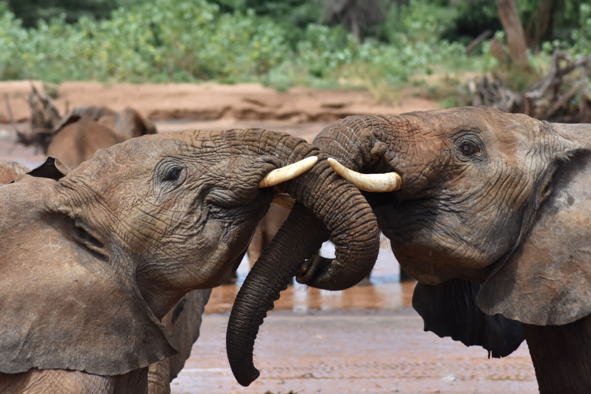 Two juvenile elephants greet each other in Samburu National Reserve in Kenya. 