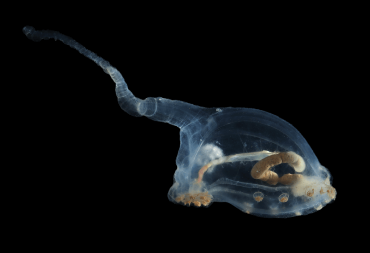 This transparent-bodied sea cucumber belongs to the Elpidiidae family and is called 'unicumber'. You can clearly see its intestines and that it has been eating sediment. We can only guess what the long tail is used for, but probably to be able to swim.